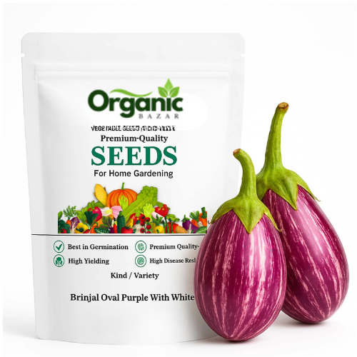 Brinjal (Baingan) Hybrid Seeds